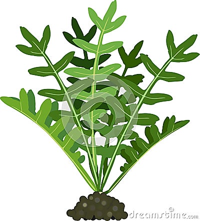 Arugula Rucola or Rocket salad plant with green leaves Vector Illustration